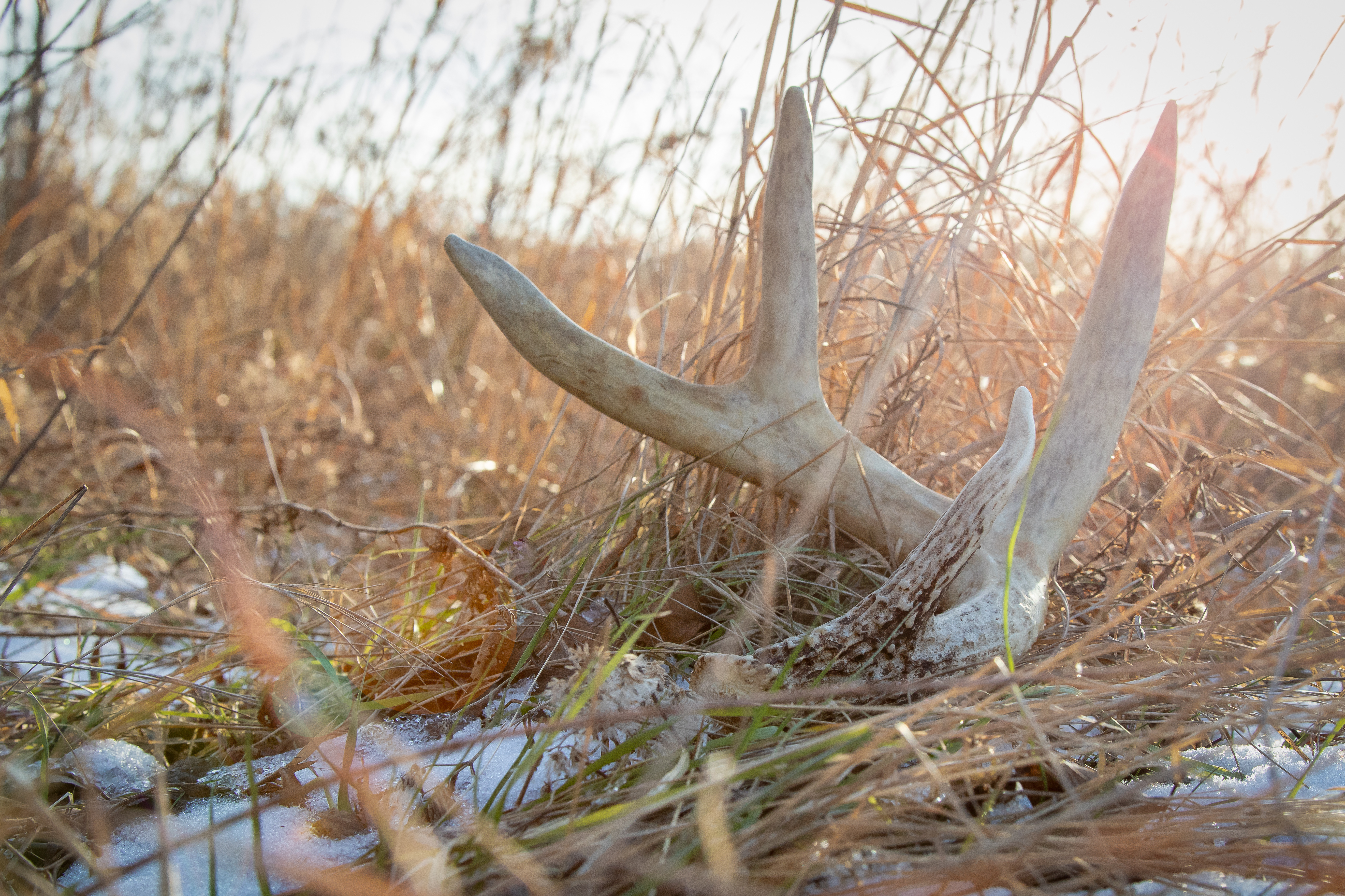 Deer Antler Rack -White Tail, 3 point